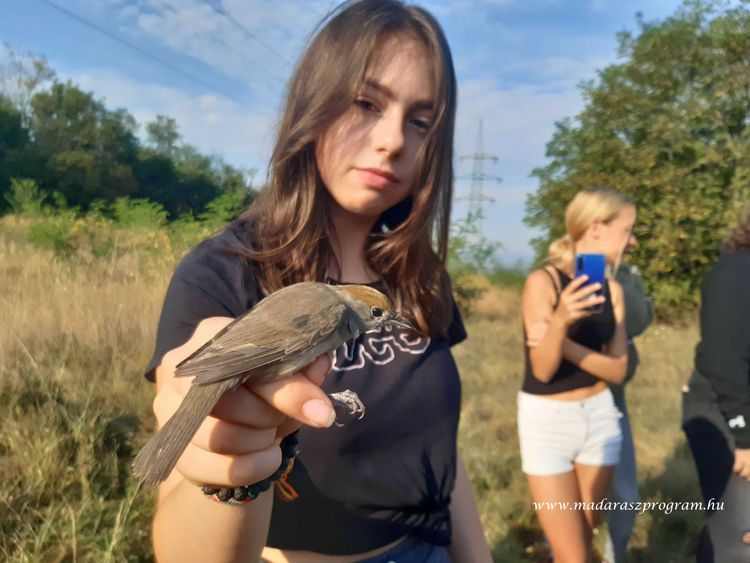 Bemutató madárgyűrűzés